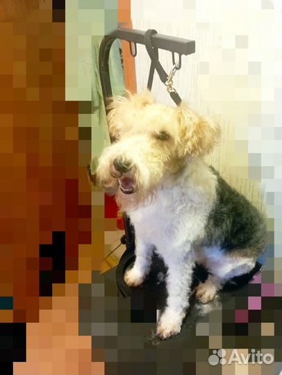 Грумер Стрижка собак и кошек(Славянка Колпино