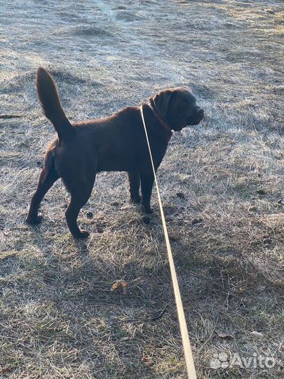 Вязка собак лабрадор