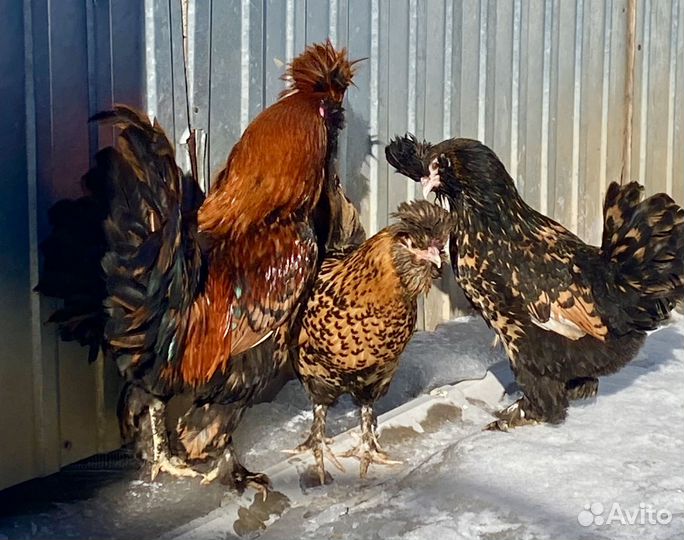 Куры павловские золото
