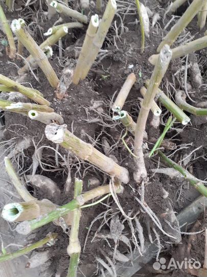 Георгины,клубни,10 видов