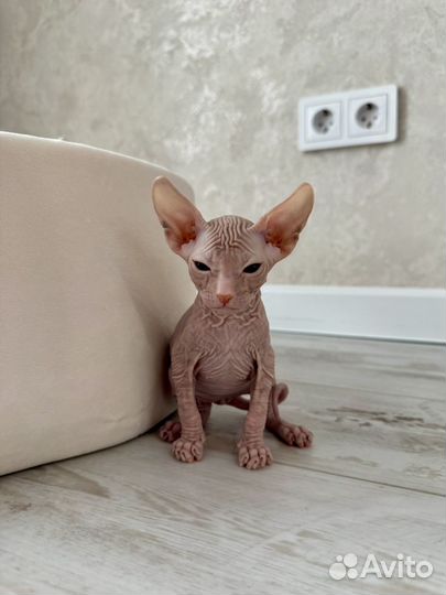 Донской сфинкс (котенок - девочка)