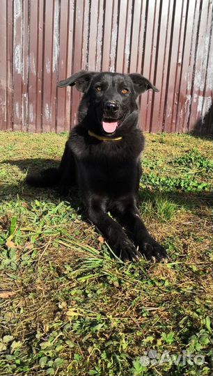 Рой ищет дом