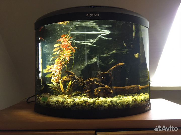 Аквариум Aquael Pearl панорамный