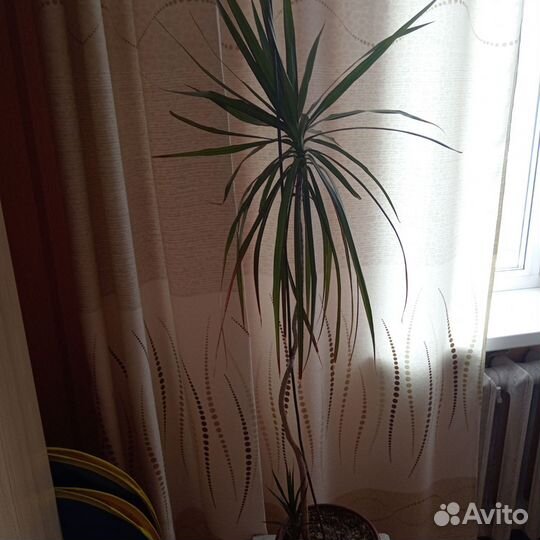 Пальма драцена