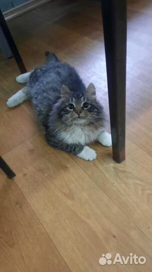 Шикарный кот в поисках дома