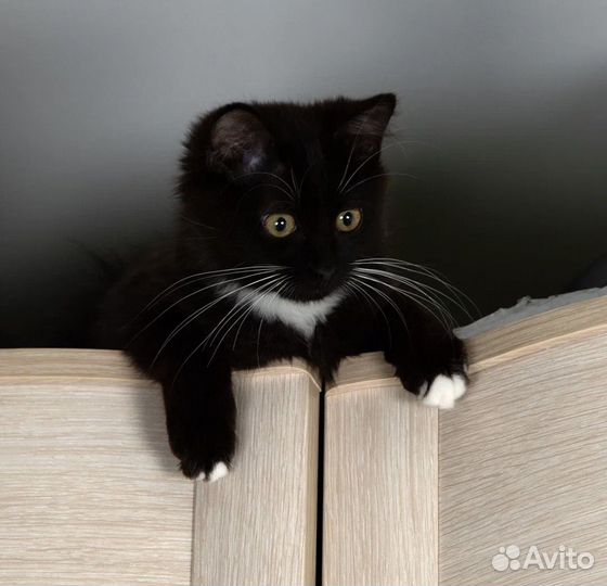 Черный котенок в добрые руки