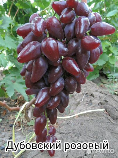 Черенки винограда столовых сортов