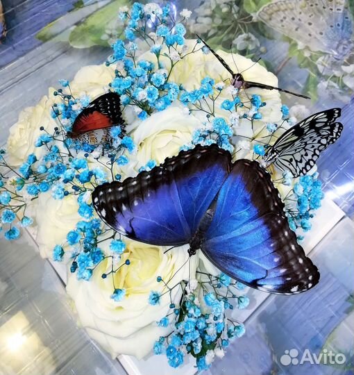 Куколки тропических бабочек разных видов