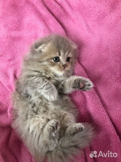 Шотладский котенок девочка скотиш фолд