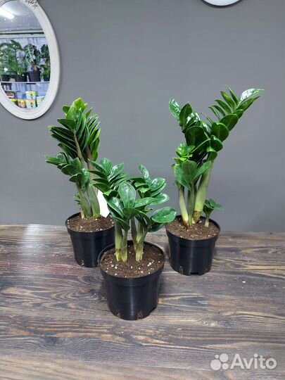 Замиокулькас Зензи