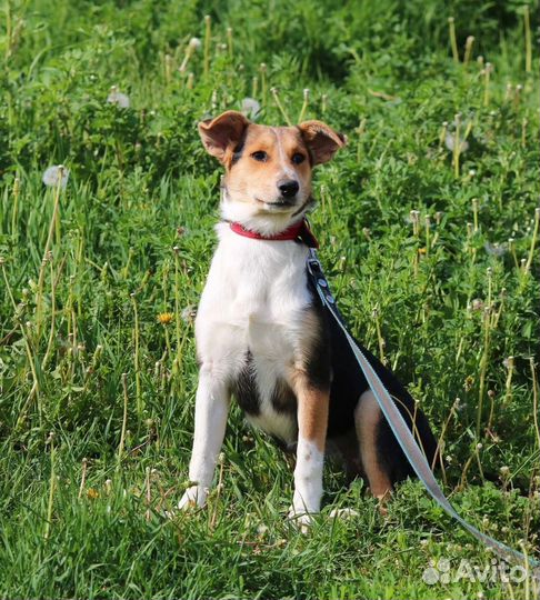 Трехцветный щенок