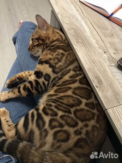 Бенгальский кот вязка