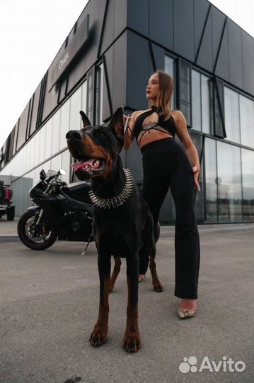 Доберман для фотосессии