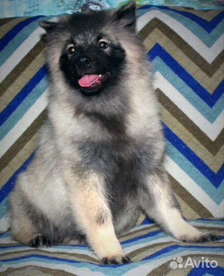 Щенки вольшпиц/кеесхонд