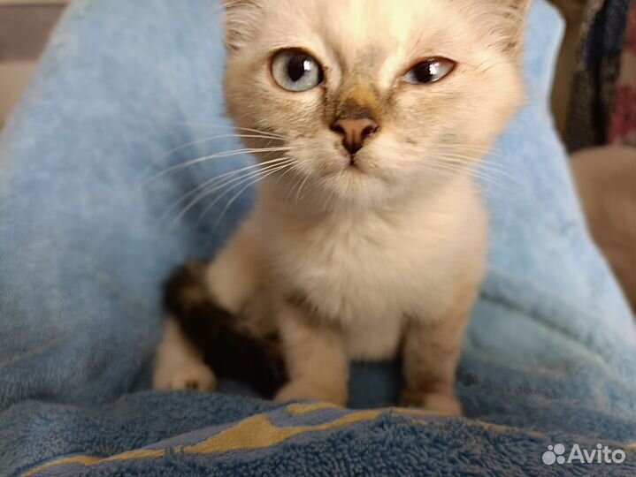 Котёнок с голубыми глазами. Девочка