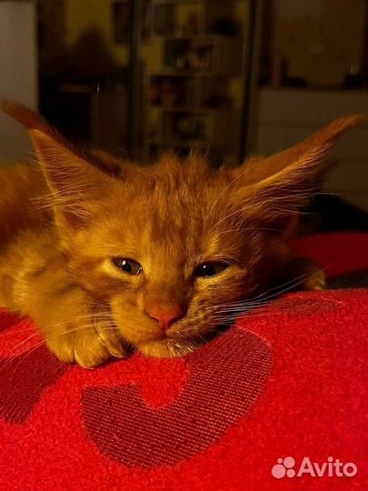 Котята мейн-кун