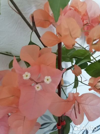 Бугенвиллия