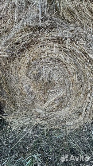 Сено в тюках