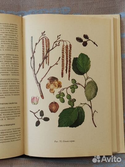 Лекарственные растения