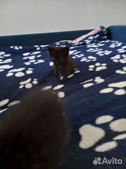 Котята в добрые руки бесплатно