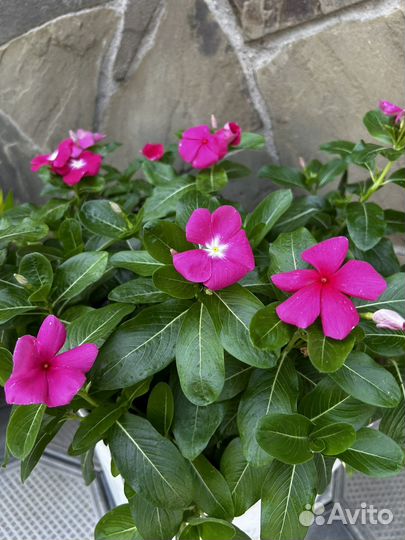 Катарантус