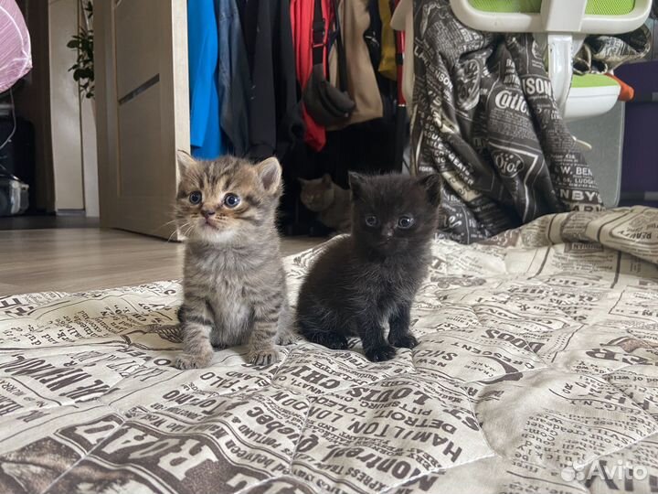 Котята