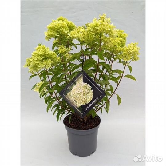 Гортензия Bee Green