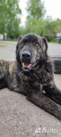 Собака Алабай