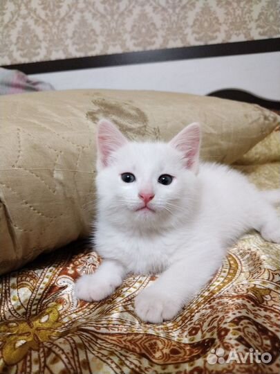 Котята турецкий Ван