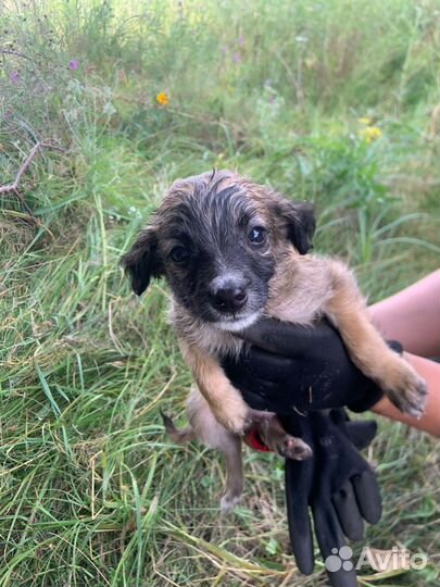 Отдам бесплатно щенки