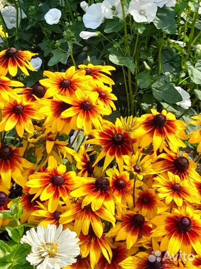 Разнорабочие с проживанием