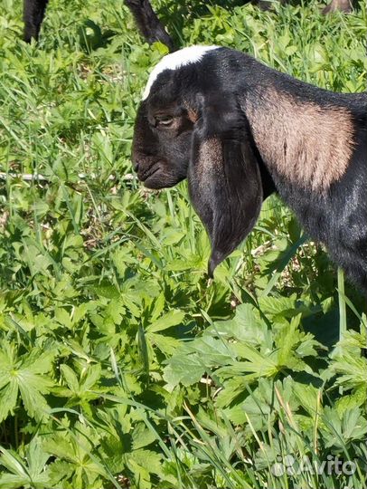 Англо нубийские козочки