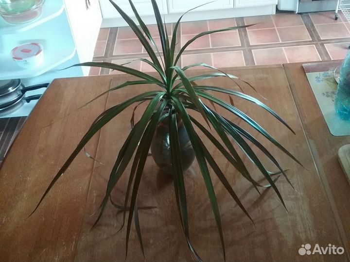 Драцена и две орхидеи