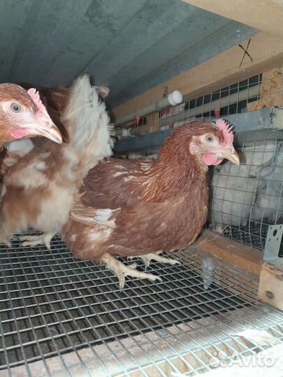Куры несушки, молодки тюмень