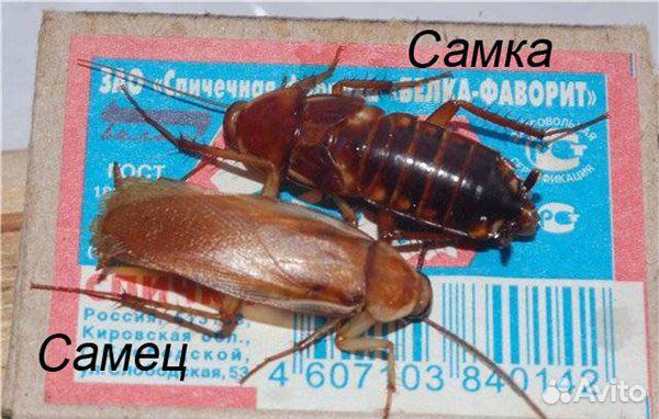 Таракан Туркменский