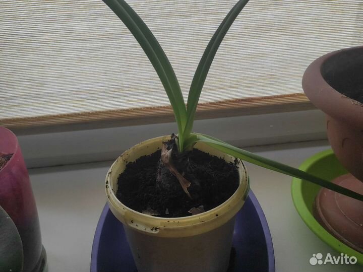 Гиппиаструм