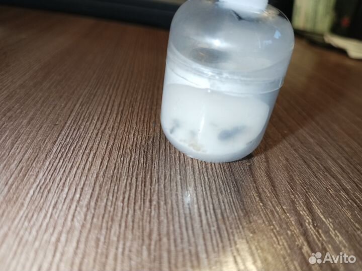 Муравьиные матки Lasius Niger/Чёрный садовый