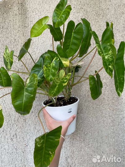 Philodendron burle marx