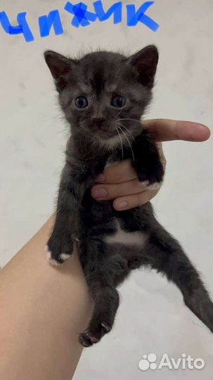 Кошки в добрые руки бесплатно