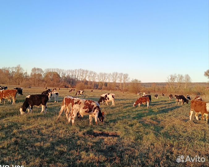 Бычки на доращивание