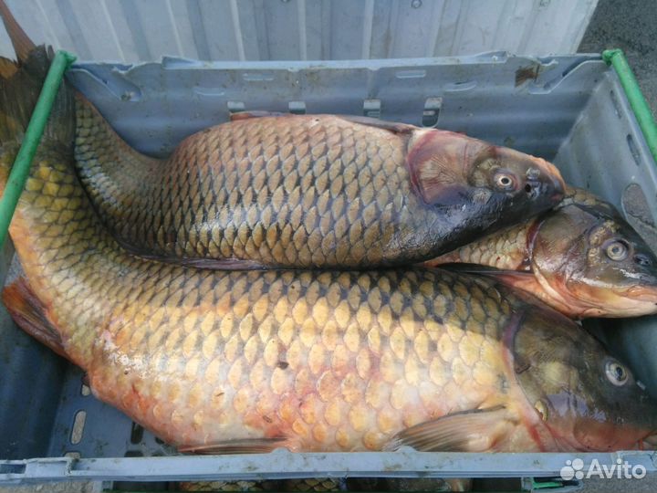 Свежая рыба опт