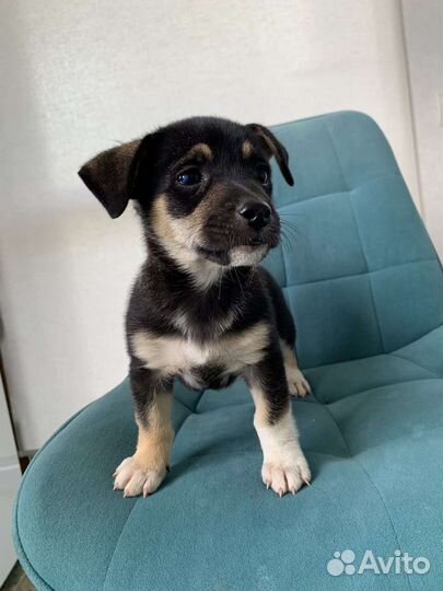 Щенок маленькой собаки