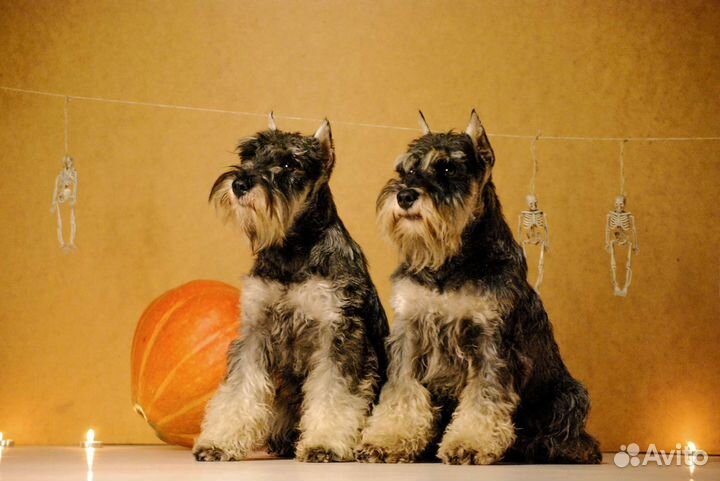 Цвергшнауцеры перец с солью. питомник