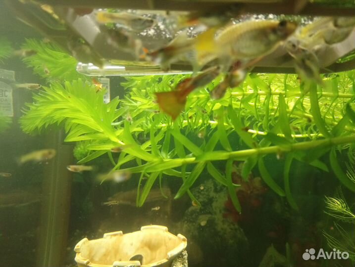 Гуппи молодь и подростки