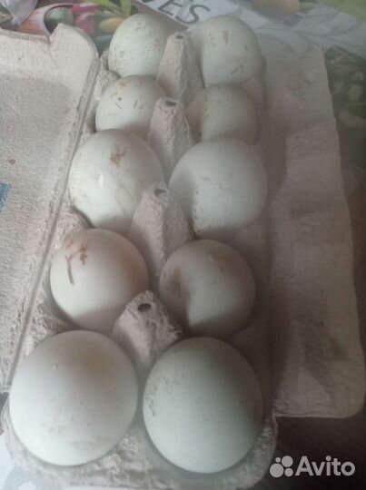 Продаю Яйцо утиное