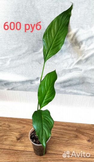 Спатифиллум Свит Лауретта детки