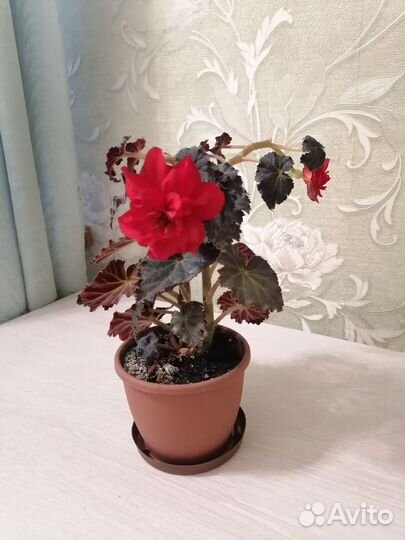 Бегония Элатиор