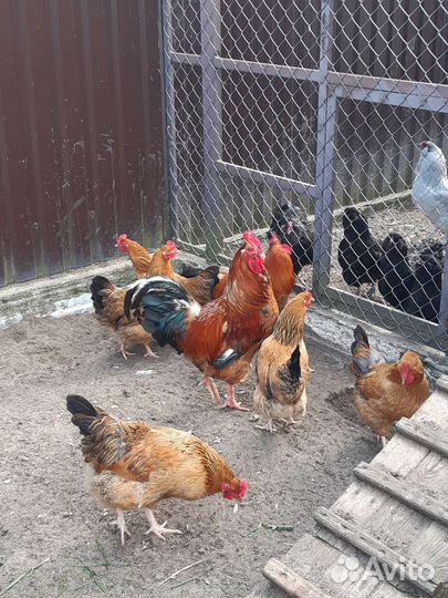 Инкубационное яйцо породы Кучинские, Амераукана