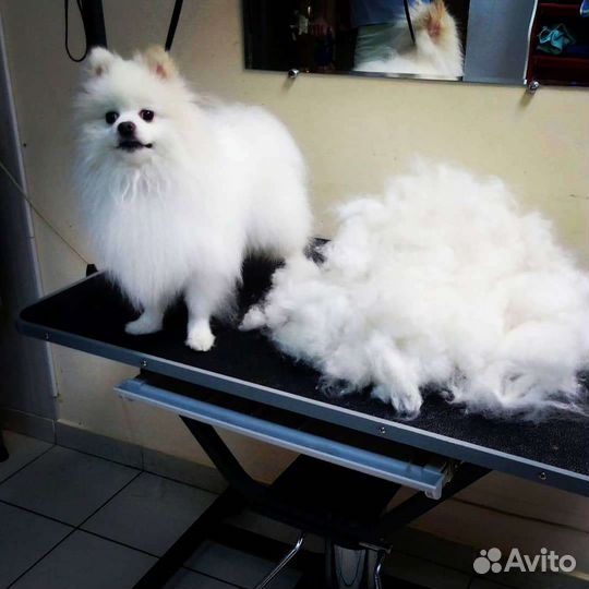 Грумер. Стрижка собак. Грумер в Дмитрове