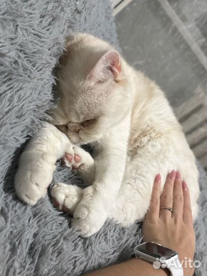 Экзотический кот вязка